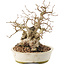 Carpinus coreana, 20,5 cm, ± 50 ans