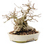 Carpinus coreana, 20,5 cm, ± 50 Jahre alt