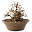 Carpinus coreana, 20,5 cm, ± 50 Jahre alt