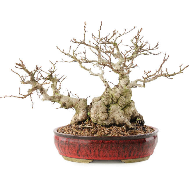 Carpinus coreana, 22,5 cm, ± 50 jaar oud