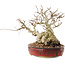 Carpinus coreana, 22,5 cm, ± 50 Jahre alt