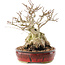 Carpinus coreana, 22,5 cm, ± 50 ans