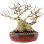 Carpinus coreana, 22,5 cm, ± 50 years old