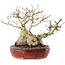 Carpinus coreana, 22,5 cm, ± 50 ans