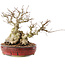 Carpinus coreana, 22,5 cm, ± 50 Jahre alt