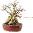 Carpinus coreana, 22,5 cm, ± 50 Jahre alt