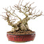 Carpinus coreana, 22,5 cm, ± 50 Jahre alt