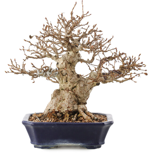 Carpinus coreana, 24 cm, ± 50 jaar oud