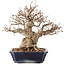 Carpinus coreana, 24 cm, ± 50 ans