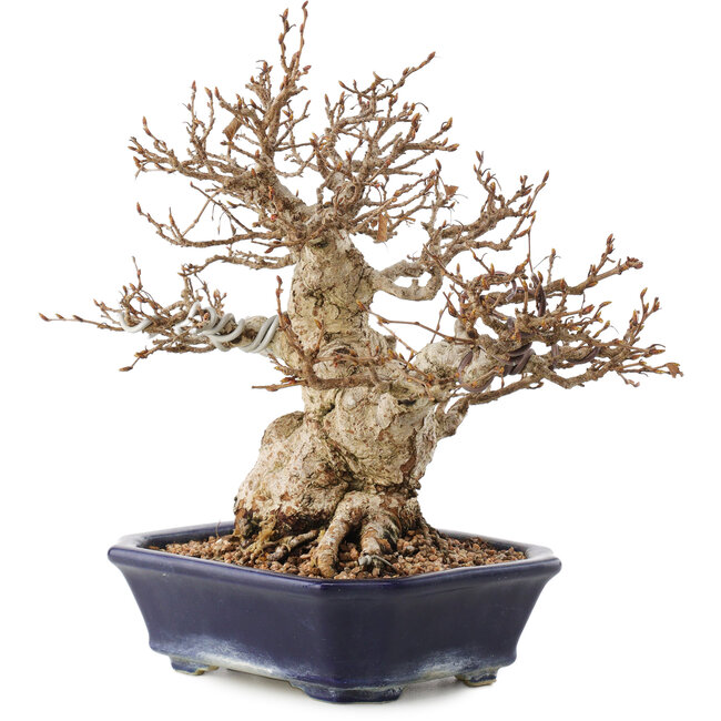 Carpinus coreana, 24 cm, ± 50 Jahre alt