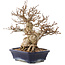 Carpinus coreana, 24 cm, ± 50 ans