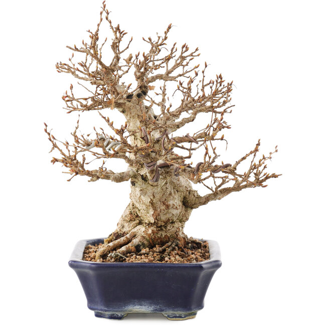 Carpinus coreana, 24 cm, ± 50 Jahre alt