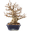 Carpinus coreana, 24 cm, ± 50 ans