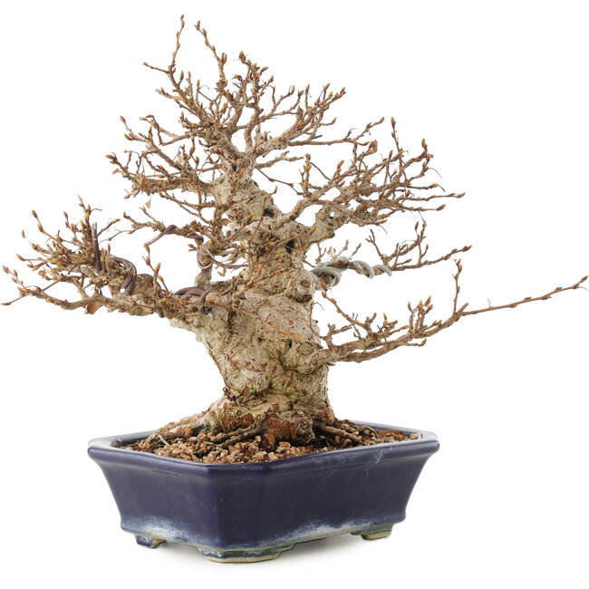 Carpinus coreana, 24 cm, ± 50 años