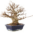 Carpinus coreana, 24 cm, ± 50 anni