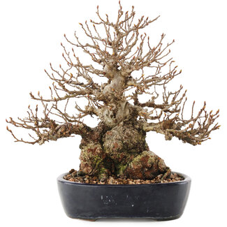 Carpinus coreana, 21 cm, ± 50 anni