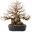 Carpinus coreana, 21 cm, ± 50 ans