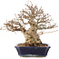 Carpinus coreana, 24 cm, ± 50 ans