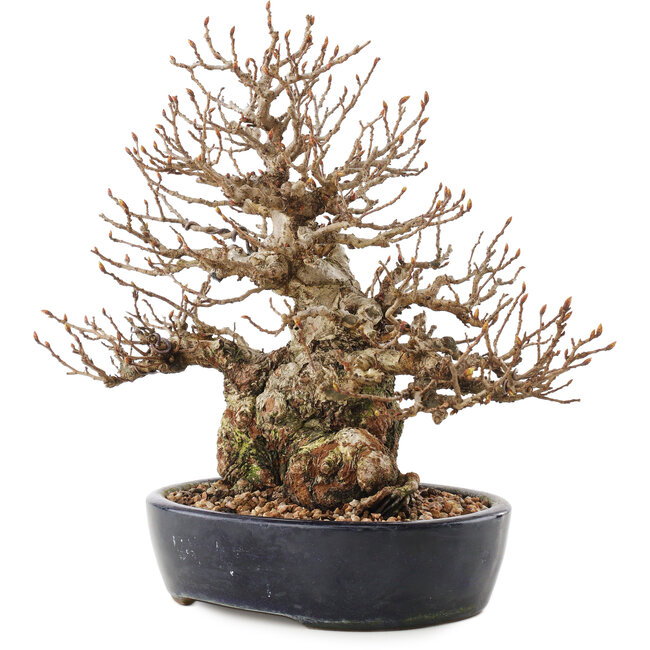 Carpinus coreana, 21 cm, ± 50 Jahre alt