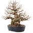 Carpinus coreana, 21 cm, ± 50 ans