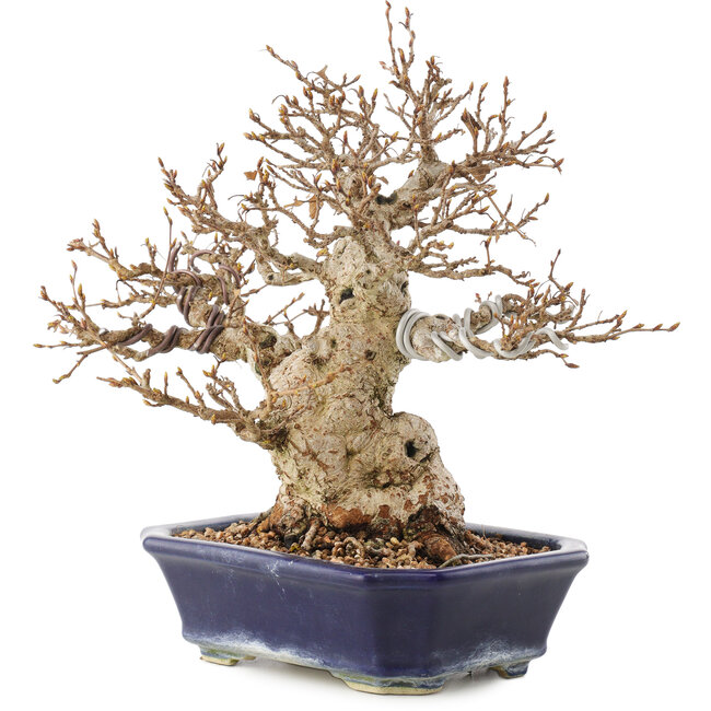Carpinus coreana, 24 cm, ± 50 years old