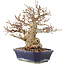 Carpinus coreana, 24 cm, ± 50 ans