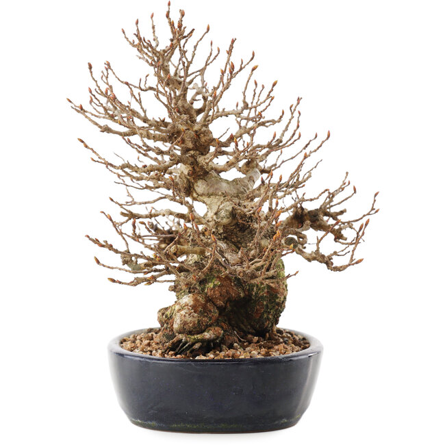 Carpinus coreana, 21 cm, ± 50 anni