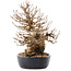 Carpinus coreana, 21 cm, ± 50 ans