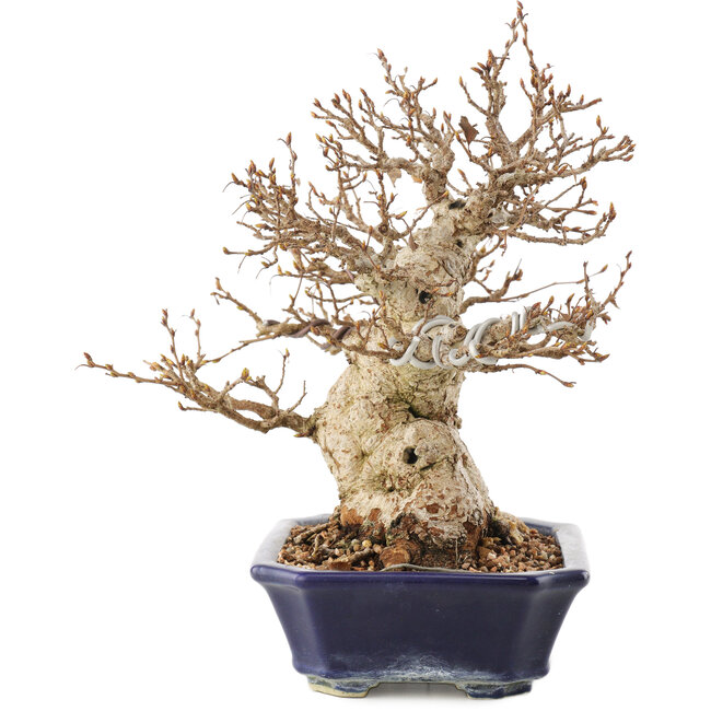 Carpinus coreana, 24 cm, ± 50 Jahre alt
