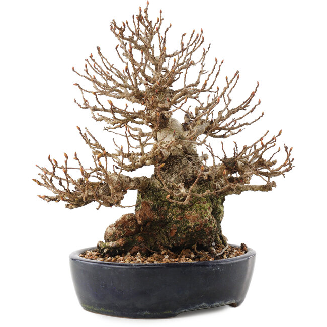 Carpinus coreana, 21 cm, ± 50 jaar oud