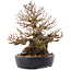 Carpinus coreana, 21 cm, ± 50 ans