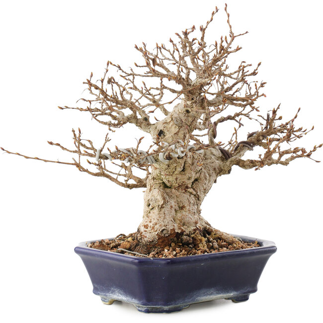 Carpinus coreana, 24 cm, ± 50 years old