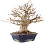 Carpinus coreana, 24 cm, ± 50 Jahre alt