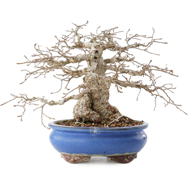 Carpinus coreana, 21,5 cm, ± 50 jaar oud