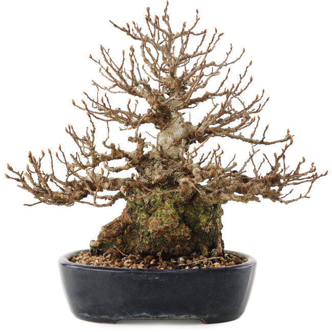 Carpinus coreana, 21 cm, ± 50 años