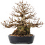 Carpinus coreana, 21 cm, ± 50 ans