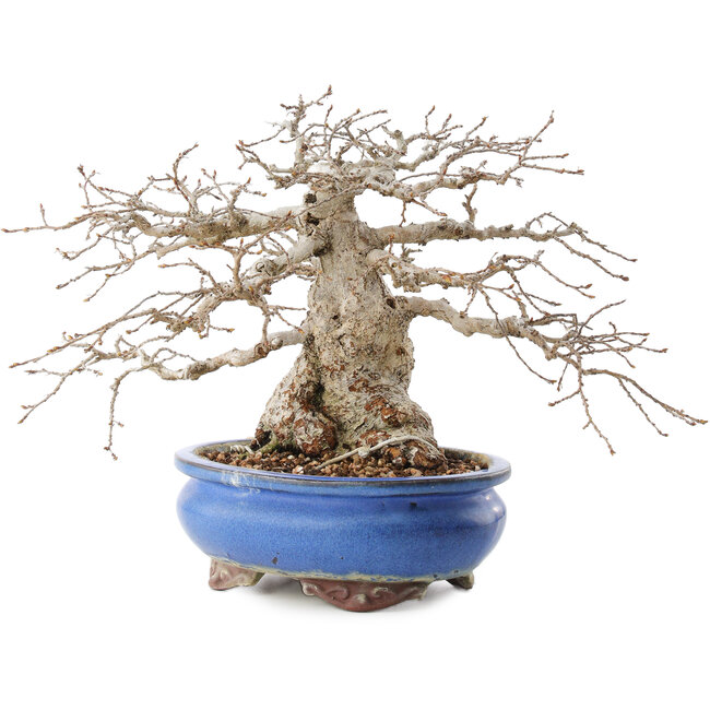 Carpinus coreana, 21,5 cm, ± 50 jaar oud