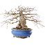 Carpinus coreana, 21,5 cm, ± 50 ans