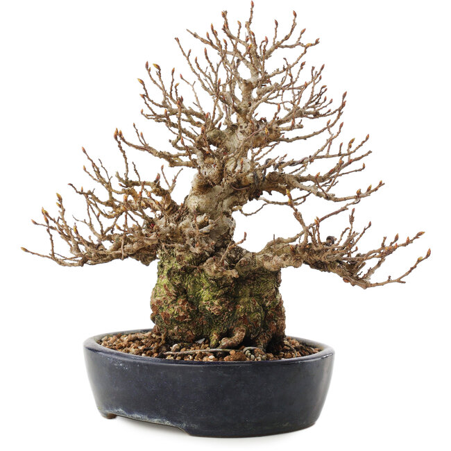 Carpinus coreana, 21 cm, ± 50 ans