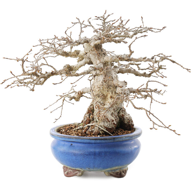 Carpinus coreana, 21,5 cm, ± 50 jaar oud