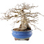 Carpinus coreana, 21,5 cm, ± 50 ans