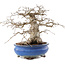 Carpinus coreana, 21,5 cm, ± 50 Jahre alt