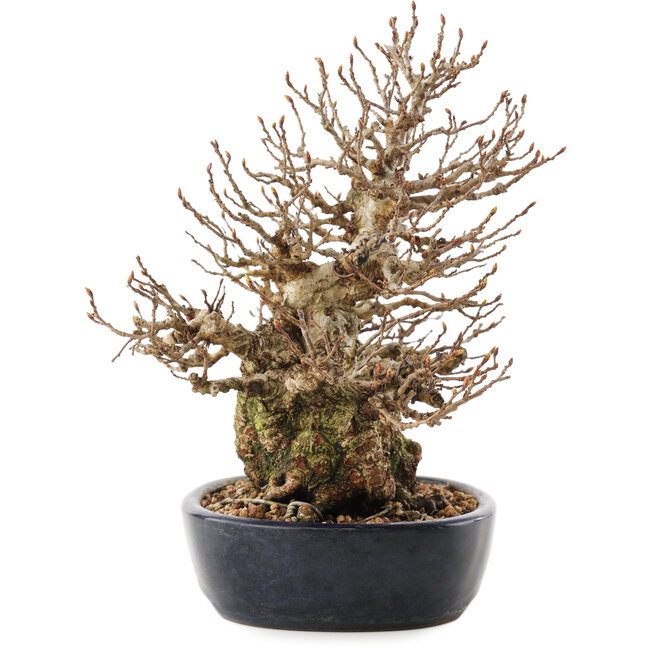 Carpinus coreana, 21 cm, ± 50 Jahre alt
