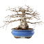 Carpinus coreana, 21,5 cm, ± 50 ans