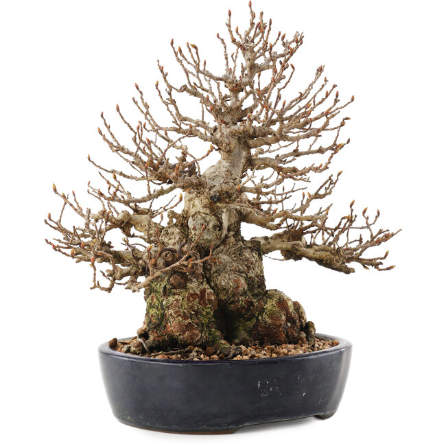 Carpinus coreana, 21 cm, ± 50 años