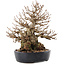 Carpinus coreana, 21 cm, ± 50 ans