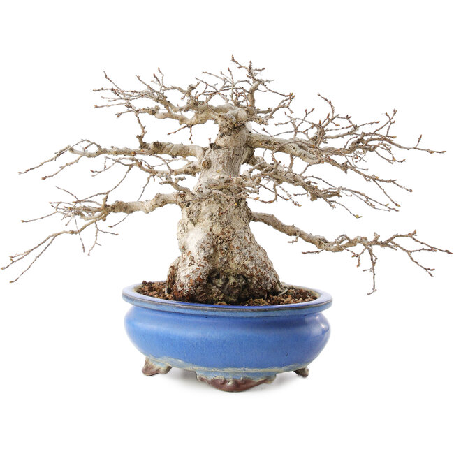 Carpinus coreana, 21,5 cm, ± 50 years old