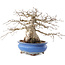 Carpinus coreana, 21,5 cm, ± 50 ans