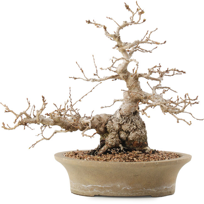 Carpinus coreana, 31 cm, ± 50 anni, in vaso con numerosi chip