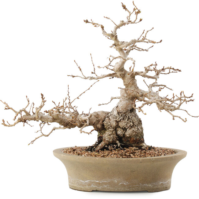 Carpinus coreana, 31 cm, ± 50 years old, in a pot with multiple chips